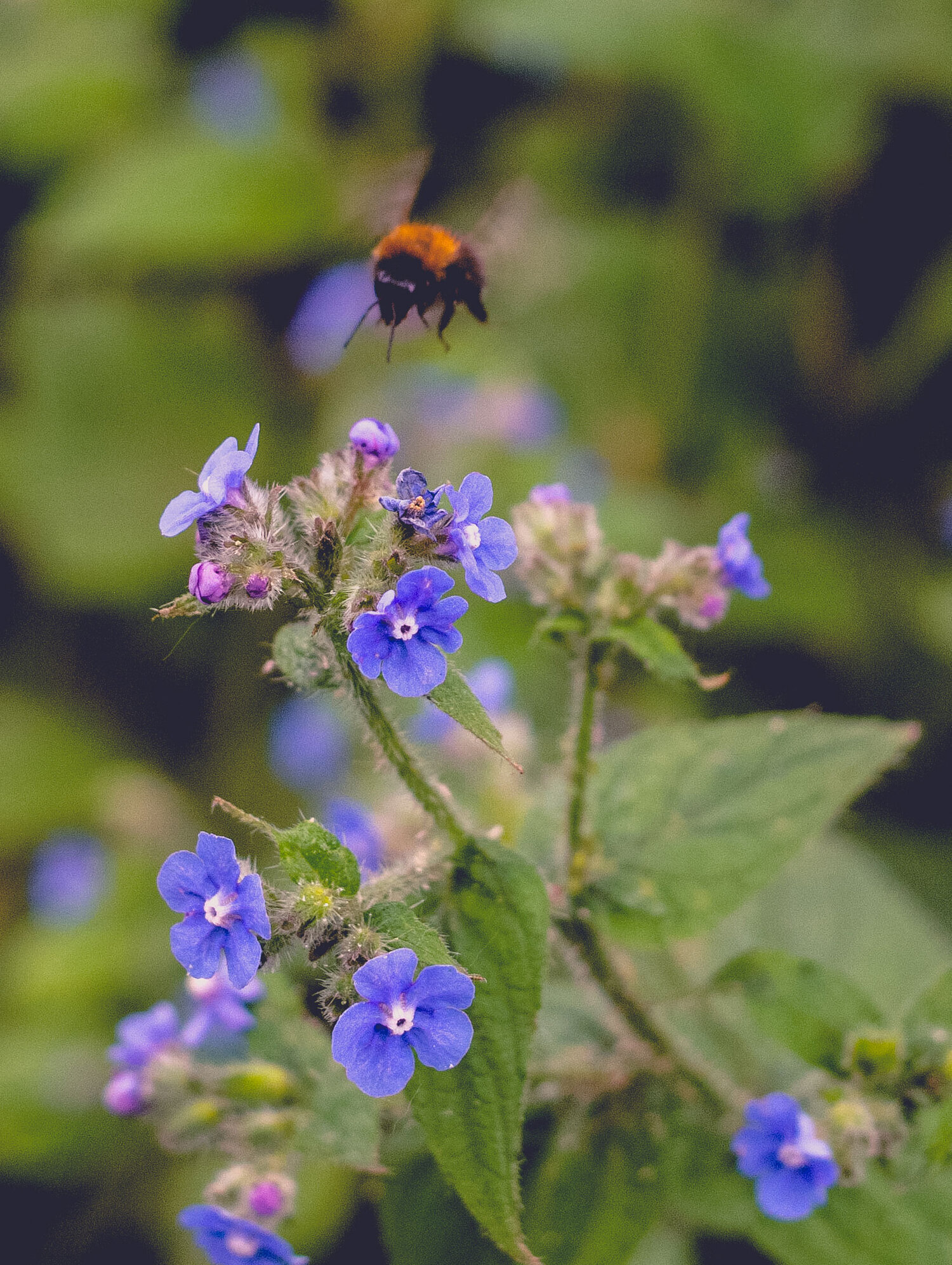 We spotted several types of bees around the wildflowers. Photo © Zarina Holmes