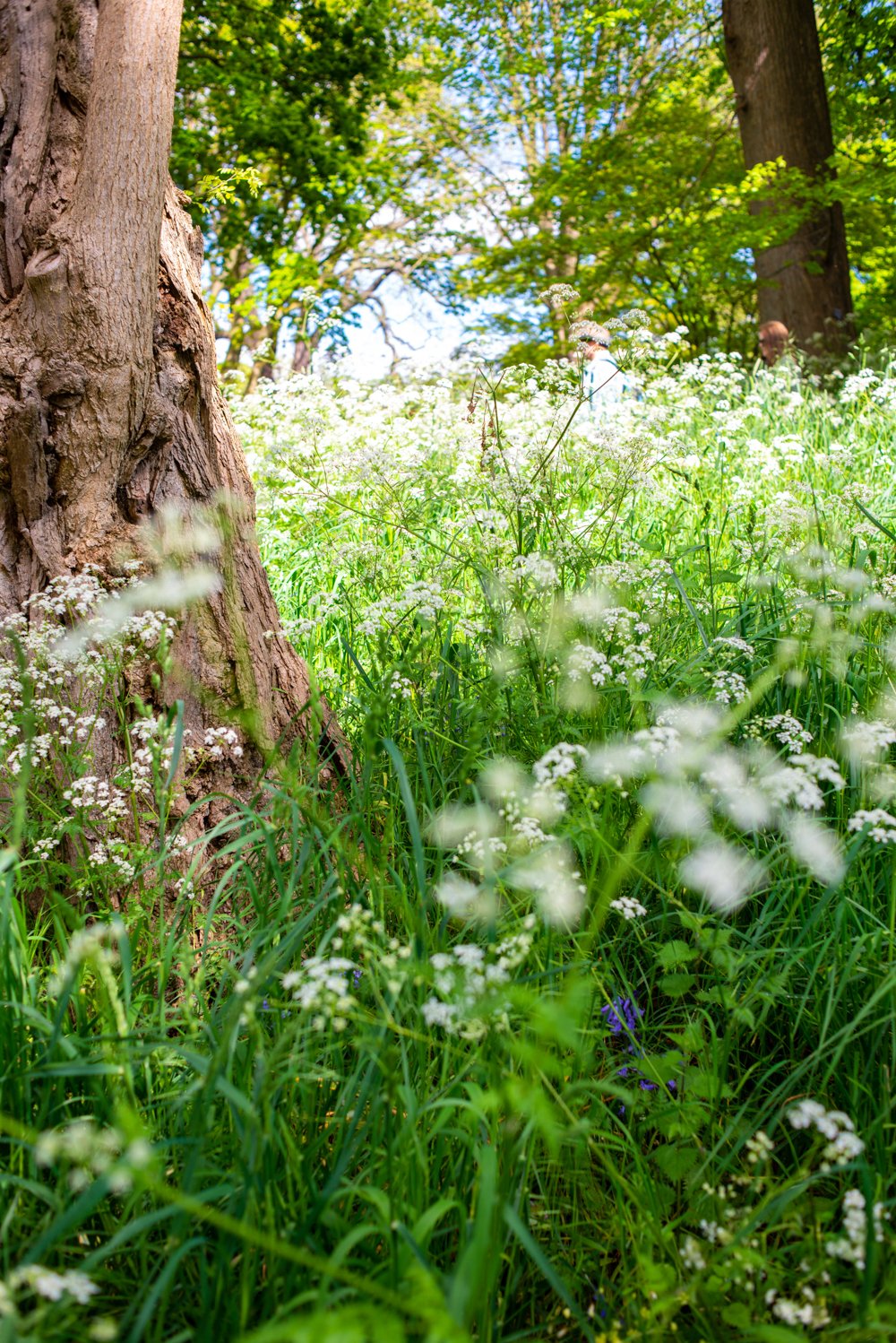DSC_8488-Kew_May023-LR-LR-web.jpg